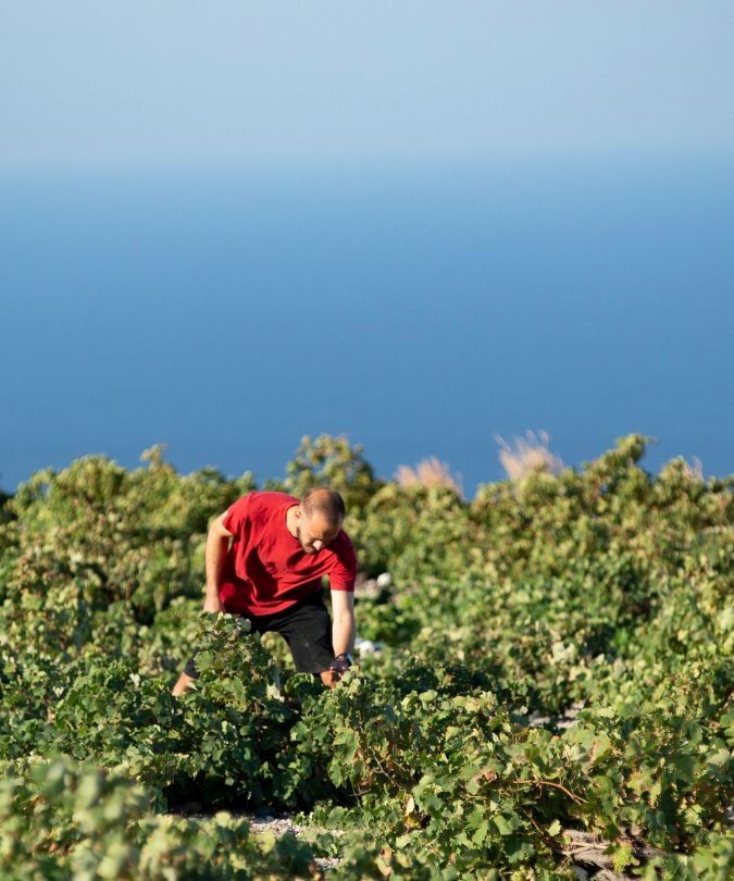 Grape Harvest