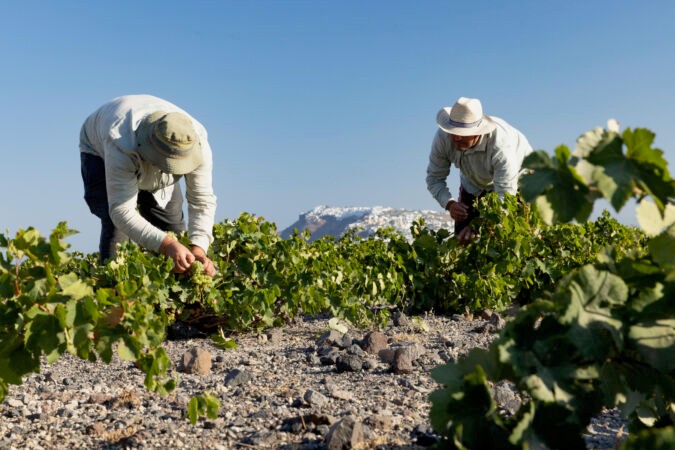 Grape Harvest